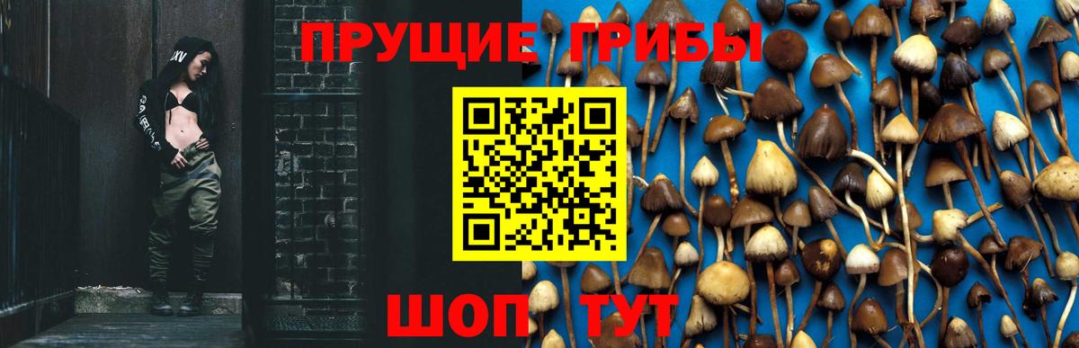 закладки  Псилоцибиновые грибы Cubensis  Вход с VPN  Черняховск 